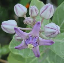 Image result for Calotropis gigantea