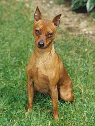 When i try to take pictures of my dog, he avoids eye contact withe camera and tries to hide his face or look away. Miniature Pinscher Breed Information