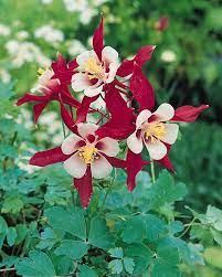 Pin On Hummingbird Garden Plants