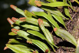 Image result for Pycnostachys coerulea