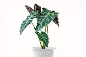 Tanaman ini sudah populer bakal kecantikan dan pesonanya. Tanaman Hias Alocasia Populer Di Tahun 2020 Kerinci Time
