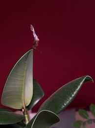 Image result for ficus elastica flower