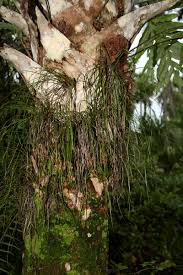 Image result for Vittaria