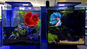 Regular aquarium maintenance is needed to keep your betta fish happy and healthy. Betta Tank Setup Ideas Betta Fish Tank Setup Youtube
