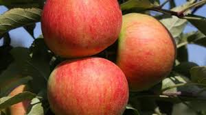 Erste tipps zum richtigen schnitt. Obstbaume Fur Den Garten Zdfmediathek