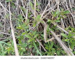 Image result for Glinus