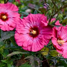 Image result for Hibiscus physaloides
