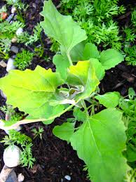 They invade lawns, landscapes, parkways, parking lots, drainage ditches, and all nooks and crannies when the weather is cool and damp. Edible Weeds Lambs Quarters And Purslane Wild About Utah