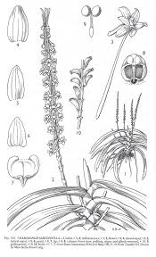 Image result for Chamaeangis