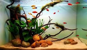 Maybe you would like to learn more about one of these? 5 Best Aquascaping Designs Styles Ideas For Aquarium Fish Tank Micro Aquatic Shop