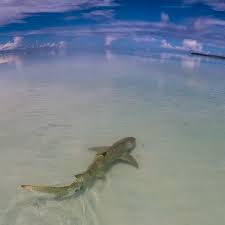 The first dorsal fin has a large venomous spine in front of it. Lemon Shark At St Joseph Rd Sosf D Arros Research Centre