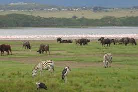 Lake naivasha is a freshwater lake in kenya, outside the town of naivasha in nakuru county, which lies north west of nairobi. Lake Naivasha Kenya Budget Safaris