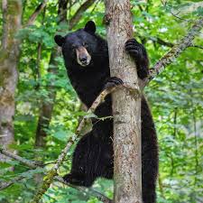 We did not find results for: Northwest Trek Wildlife Park