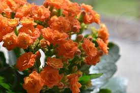 Check spelling or type a new query. Kalanchoe A Succulent Flowering Plant In Full Bloom With Orange Flowers By Josie Elias Photo Stock Snapwire