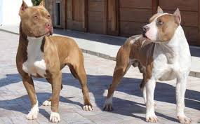 Understanding Pit Bull Temperament