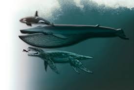 Orca Blue Whale Pliosaurus Human Whale Prehistoric Animals Predator