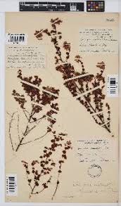 Image result for Hypericophyllum elatum