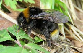 Wasps, honey bees, and bumble bees are all members of the insect order hymenoptera, which also includes ants. Cuckoo Bumble Bees What We Can Learn From Their Cheating Ways If They Don T Go Extinct First