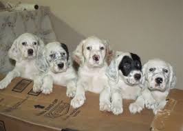 The above puppy listing has been produced with information supplied in good faith by members of this site. English Setters For Sale Petfinder