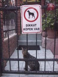 Dikkat Kopek Var Beware Of The Dog Cat Signs Novelty Sign Street Signs