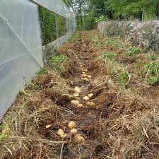 Les pommes de terre, comme d'autres grands classiques de la famille des solanacées (tomate, poivron, aubergine…) sont gélives : Retour Sur Les Essais De Culture De Pommes De Terre Jardin D Essai