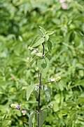 Image result for Lippia somalensis
