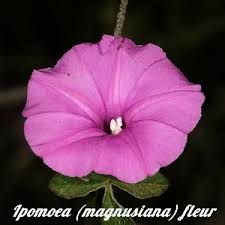 Image result for Ipomoea chloroneura