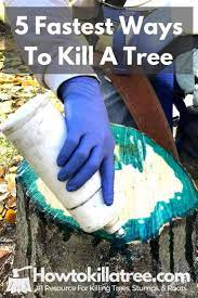 Cut down the tree to a stump; What Kills Trees Quickly 5 Best Ways Backyardables