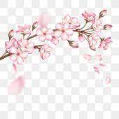 A Pink Cherry Blossom Branch Cherry Blossom Clipart Cherry Blossoms Sakura Petals Png Transparent Clipart Image And Psd File For Free Download In 2021 Cherry Blossom Branch Cherry Blossom Petals Flower Backgrounds