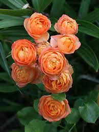 But the double ones look a lot like the wild rose. 62 Roses Miniature Ideas Floral Industry Rose Varieties Roses Only
