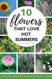 10 Flowers That Love Hot Summers And How To Grow Them Growing In The Garden Summer Plants Growing Flowers Outdoor Plants