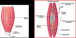 Possibly the most important tendon in terms of mobility is the achilles tendon. Tendon Diagram Class 9 The Healthy Dancer Muscles Tendons Ligaments Read This Uml Guide And Learn Uml Today Viero