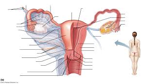 The female reproductive system includes all of internal and external organs that help with reproduction. Internal Reproductive Organs Of Females Diagram Quizlet