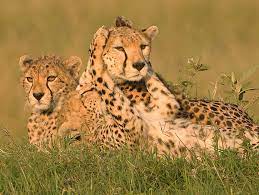 Pin By Glenn Williams On Cheetah Acinonyx Jubatus Cheetah Family Animals Cheetah