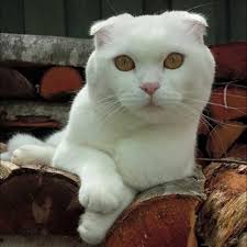 🟢 SUVE ERI 30+ PIDU