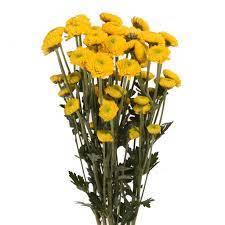 Spider mums are shipped in grower's bunches, each bunch containing 10 stems per bunch. Wholesale Yellow Button Poms 56 98 Stems Free Shipping Bloomingmore