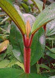 Image result for Triumfetta angolensis