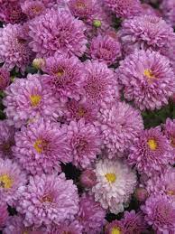 Mum Jewel Box Bluestone Perennials Chrysanthemum Plant Flowers Perennials Chrysanthemum Growing