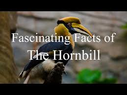 A national red list for the birds of malaysia 43 conservation efforts for birds in malaysia in malaysia, a large proportion of species have at least some level of formal protection under national or state law (nre, 2009). Fascinating Facts Of The National Bird Of Malaysia The Hornbill Youtube