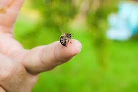 Males therefore do not have stingers and pose no threat. Do Bees Die After Stinging Terminix