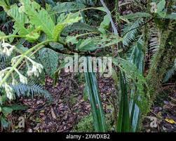 Image result for Bertiera