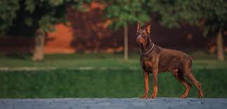 Browse thru thousands of doberman pinscher dogs for adoption in north carolina, usa area, listed by dog rescue organizations and individuals, to find your match. Doberman Pinscher Breed Information Characteristics And Facts