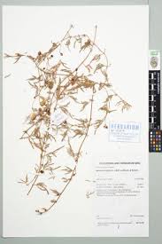 Image result for Ipomoea coptica