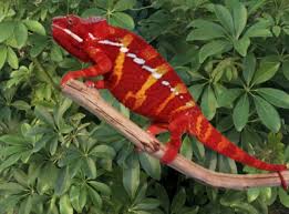 The cheapest offer starts at £15. Chameleons For Sale Veiled Chameleons For Sale Panther Chameleons For Sale Captive Bred Chameleons Jackson S Chameleons For Sale Chameleons For Sale At Fl Chams