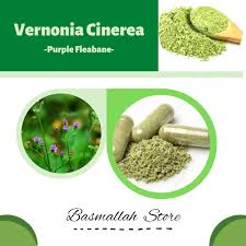 Image result for Vernonia cinerea