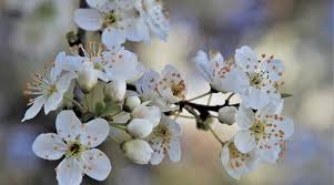 Check spelling or type a new query. Dwarf Or Small Cherry Blossom Trees With Pictures With Care Guide