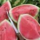 National Watermelon Day at the Benson-Hammond House