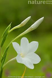 Image result for Iridaceae