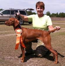 Earn points & unlock badges learning, sharing & helping adopt. Vizsla History Registry High Honors A A Tribute To Vizslas Making History Vizsla Registry Vizslas Jayney S Creative Works Jcw
