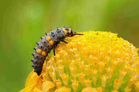 Temperature affects their development time, but the eggs usually hatch after between five and seven days. The 4 Stages Of The Ladybug Life Cycle